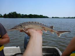 Image result for Acipenser oxyrinchus oxyrinchus