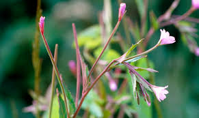 Image result for Weidenröschen