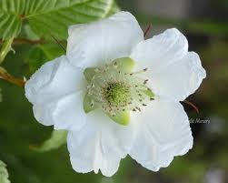 Attēlu rezultāti vaicājumam “Rubus illecebrosus”