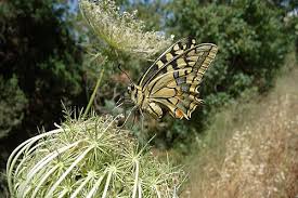Attēlu rezultāti vaicājumam “Papilio machaon underside”