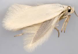 Attēlu rezultāti vaicājumam “Elachista argentella”