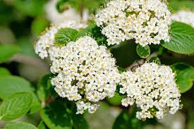 Attēlu rezultāti vaicājumam “Viburnum lantana”