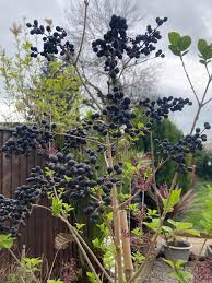 Attēlu rezultāti vaicājumam “Syringa vulgaris fruit”