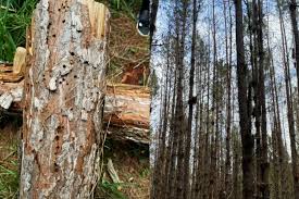 Attēlu rezultāti vaicājumam “Physarum ovisporum sessile”