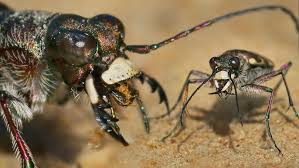 Attēlu rezultāti vaicājumam “Cicindela hybrida”
