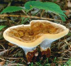 Attēlu rezultāti vaicājumam “Onnia tomentosa”