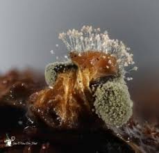 Attēlu rezultāti vaicājumam “Trichia contorta”