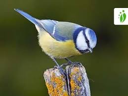 Image result for Cyanistes caeruleus