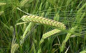 Attēlu rezultāti vaicājumam “Hordeum vulgare fruit”