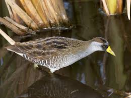 Image result for Porzana carolina