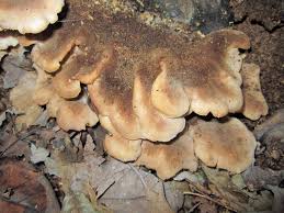 Attēlu rezultāti vaicājumam “Lentinellus ursinus”