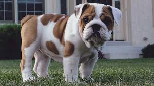 Image result for Bulldogs Power and strength
