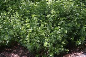 Attēlu rezultāti vaicājumam “Galium schultesii flower”
