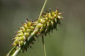 Attēlu rezultāti vaicājumam “Carex lepidocarpa”