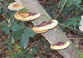 Attēlu rezultāti vaicājumam “Daedaleopsis confragosa”