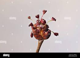 Attēlu rezultāti vaicājumam “Ulmus laevis flower”