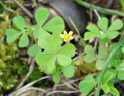 Attēlu rezultāti vaicājumam “Oxalis corniculata”