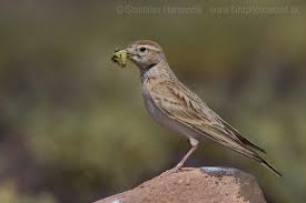 Image result for Calandrella brachydactyla