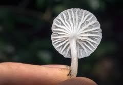 Attēlu rezultāti vaicājumam “Delicatula integrella”