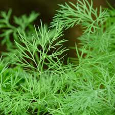 Attēlu rezultāti vaicājumam “Anethum graveolens leaf”
