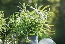 Image result for Rosmarin