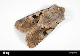 Attēlu rezultāti vaicājumam “Orthosia gothica”