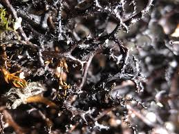 Attēlu rezultāti vaicājumam “Cetraria aculeata”