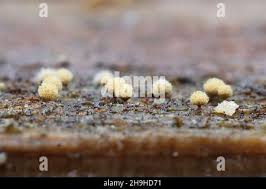 Attēlu rezultāti vaicājumam “Arcyria globosa spores”