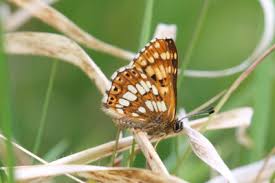 Attēlu rezultāti vaicājumam “Hamearis lucina underside”
