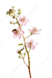 Attēlu rezultāti vaicājumam “Rubus plicatus”