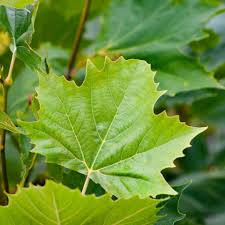 Attēlu rezultāti vaicājumam “Platanus x hispanica (syn. Platanus x acerifolia) leaf”
