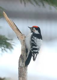 Attēlu rezultāti vaicājumam “Dendrocopos minor”