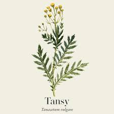 Image result for Tanacetum vulgare