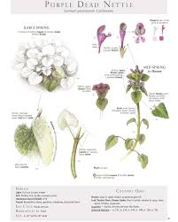Attēlu rezultāti vaicājumam “Lamium purpureum”