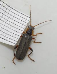 Attēlu rezultāti vaicājumam “Cantharis nigricans”