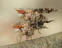 Attēlu rezultāti vaicājumam “Trypetoptera punctulata”