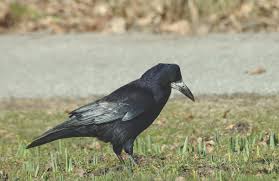 Attēlu rezultāti vaicājumam “Corvus frugilegus”