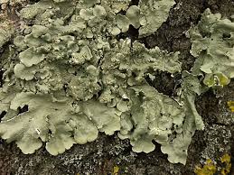 Attēlu rezultāti vaicājumam “Flavoparmelia caperata”