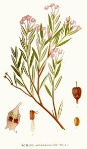 Attēlu rezultāti vaicājumam “Andromeda polifolia”