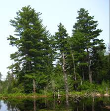 Attēlu rezultāti vaicājumam “Pinus”