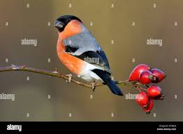 Attēlu rezultāti vaicājumam “Pyrrhula pyrrhula male”