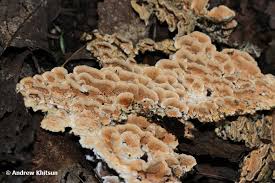 Attēlu rezultāti vaicājumam “Steccherinum ochraceum”