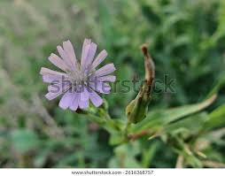 Attēlu rezultāti vaicājumam “Lactuca tatarica”