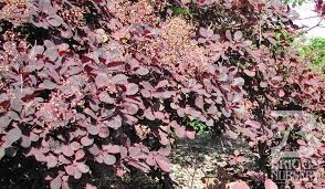 Attēlu rezultāti vaicājumam “Cotinus coggygria”