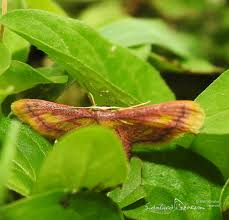 Attēlu rezultāti vaicājumam “Idaea muricata”