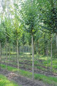 Attēlu rezultāti vaicājumam “Ulmus minor”