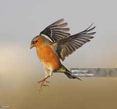 Attēlu rezultāti vaicājumam “Fringilla coelebs”