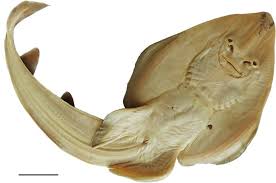 Image result for Acroteriobatus annulatus