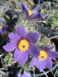 Attēlu rezultāti vaicājumam “Pulsatilla vulgaris flower”