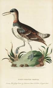 Attēlu rezultāti vaicājumam “Phalaropus lobatus”